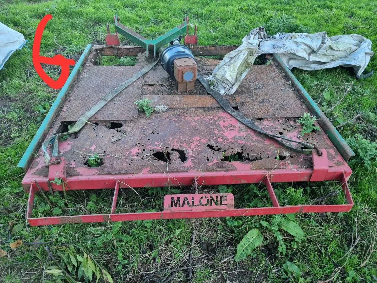 HIGHLAND CATTLE FOR SALE - Image 2