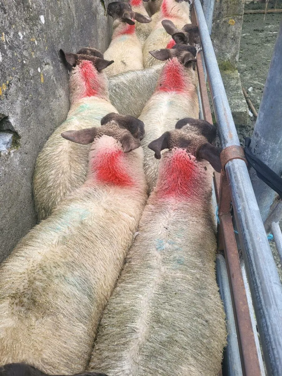 Ewe lambs - Image 3