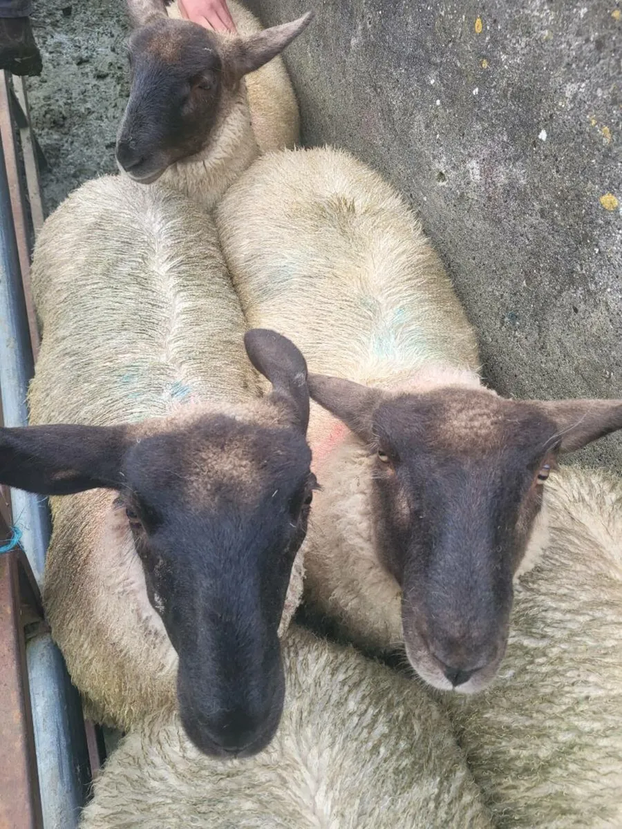 Ewe lambs - Image 4