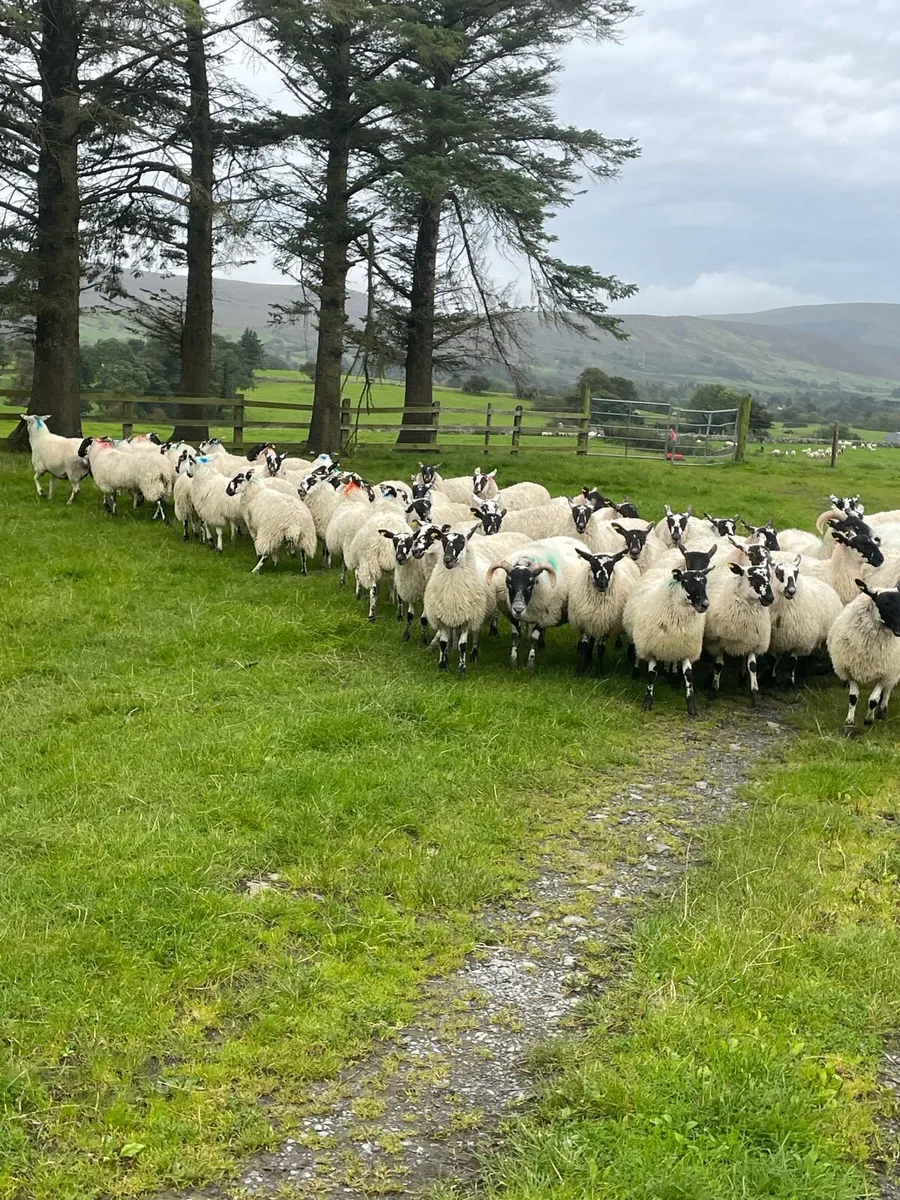 Mule ewe lambs @ Coolaney Mart Co.Sligo - Image 1