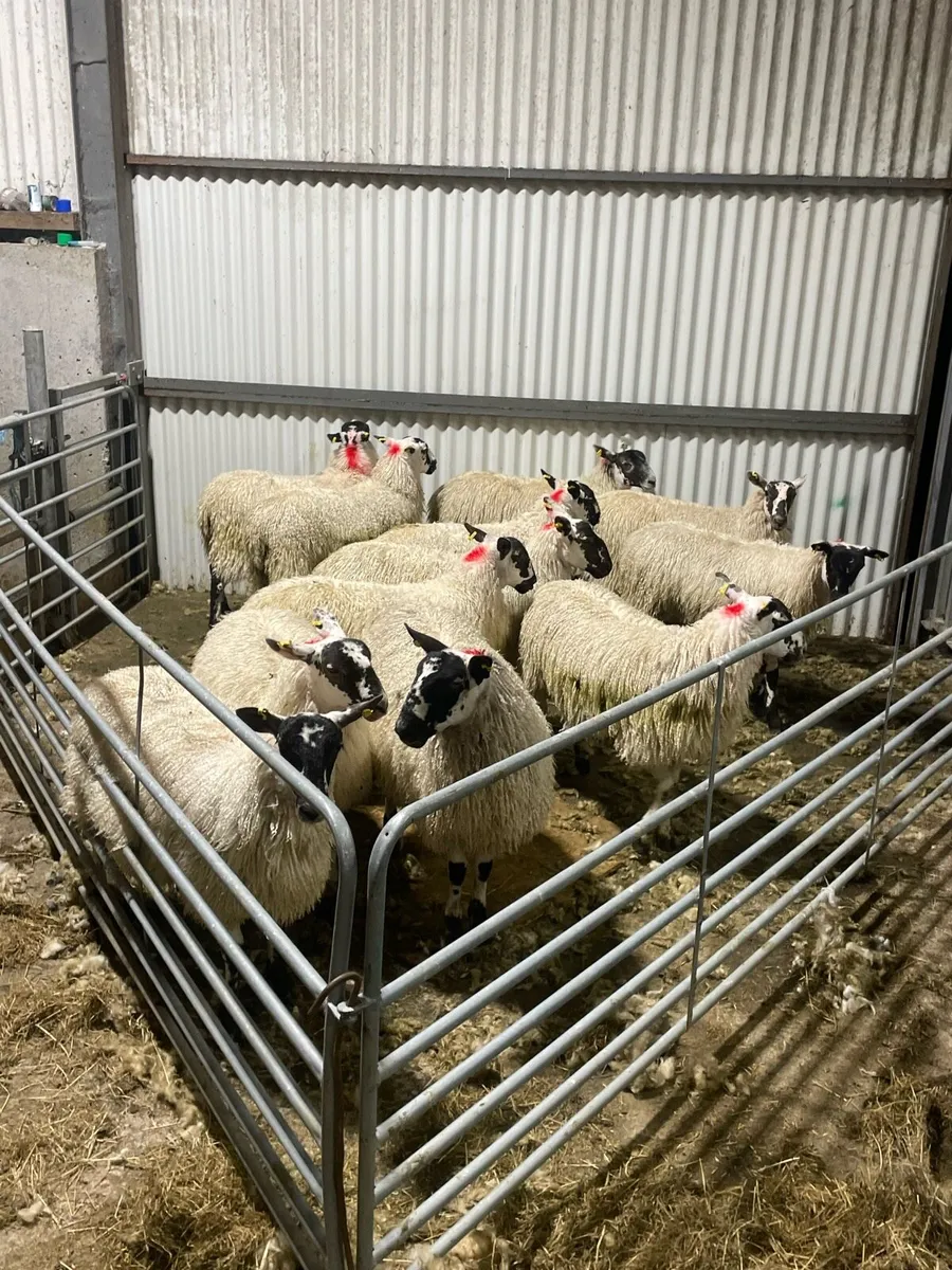Mule ewe lambs @ Coolaney Mart Co.Sligo - Image 3