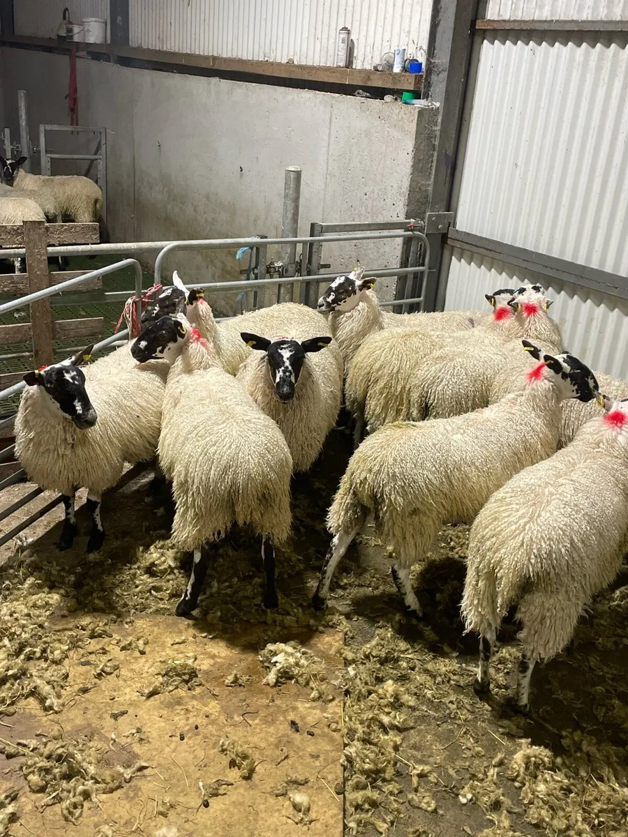 Mule ewe lambs @ Coolaney Mart Co.Sligo - Image 4