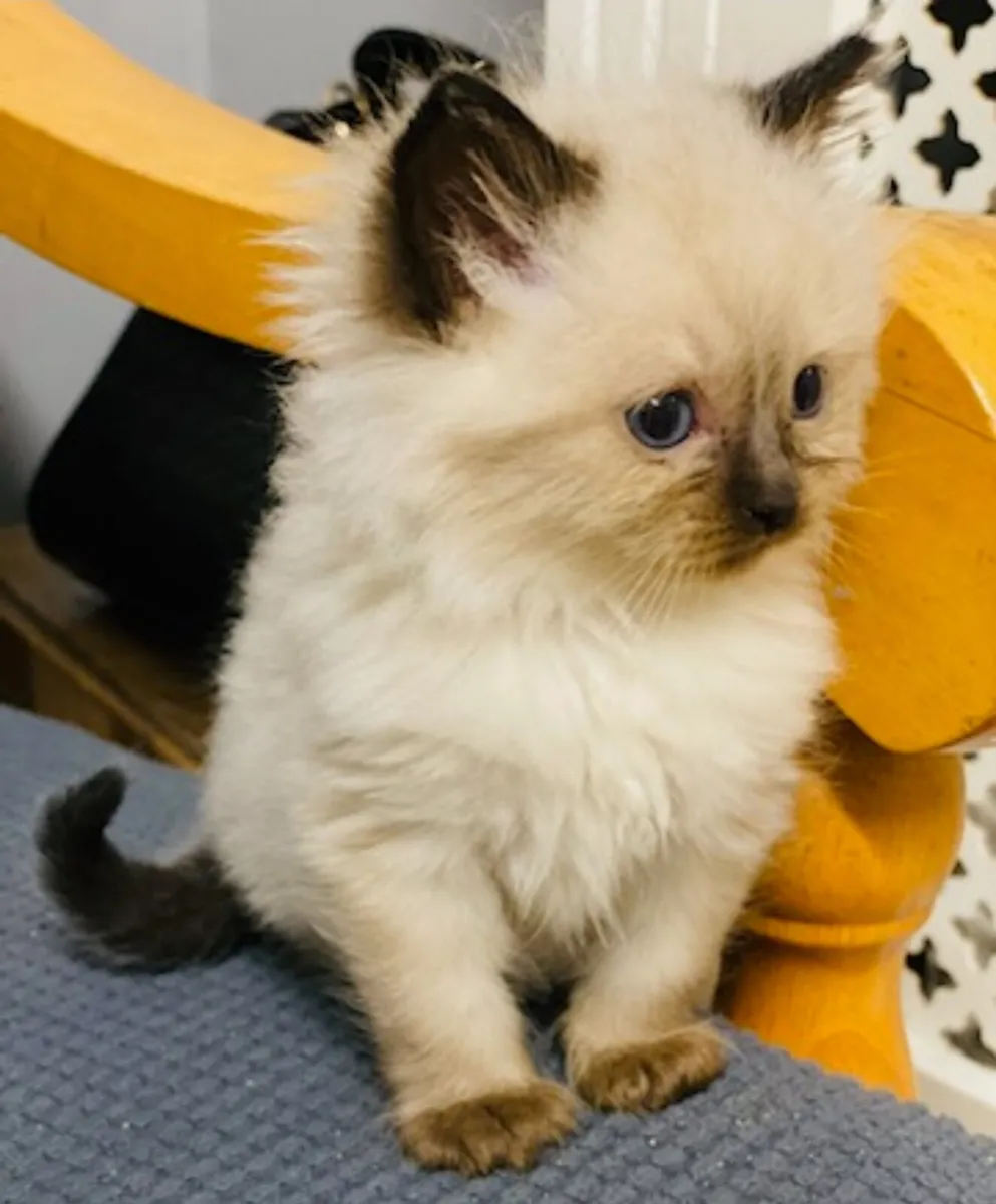 Kitten - Image 2