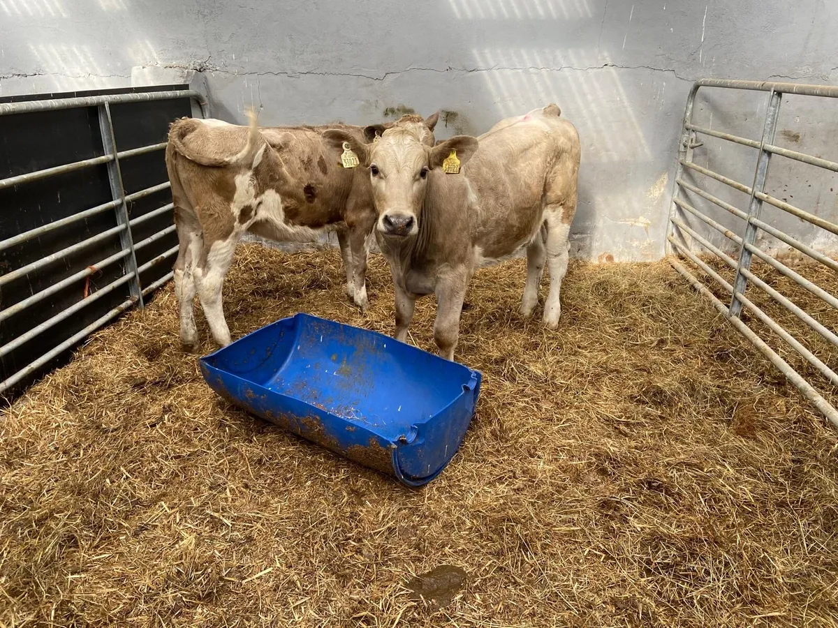 Heifer - Image 1