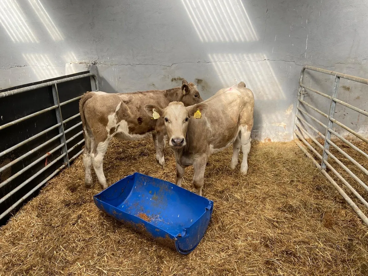 Heifer - Image 2