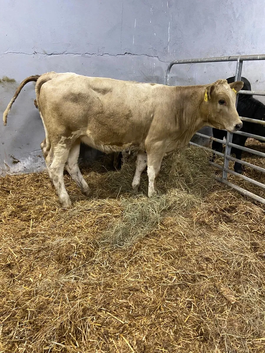 Heifer - Image 3
