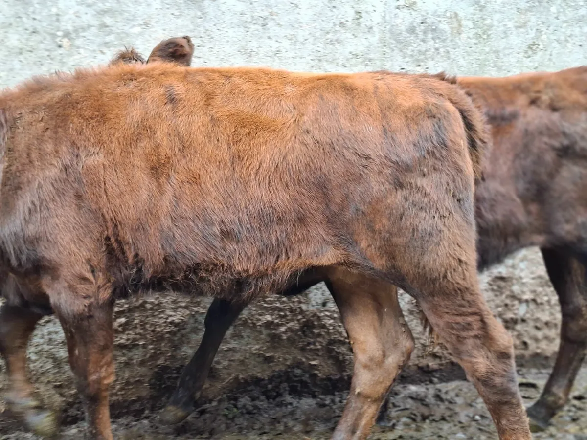 Red Angus  Heifers  Organic - Image 4