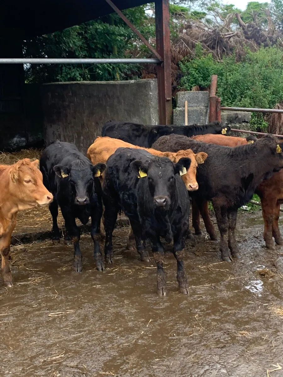 8 super quality LMX Heifers for sale - Image 1