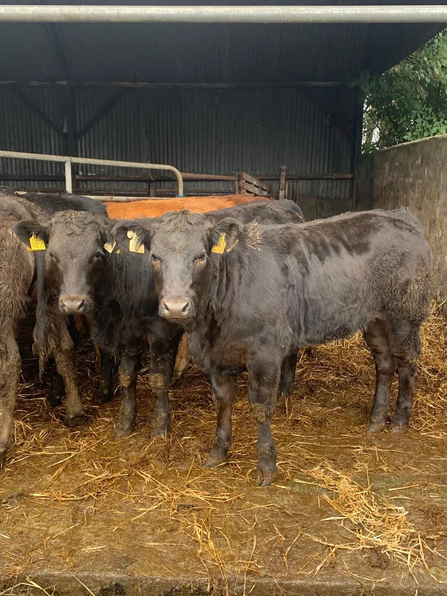8 super quality LMX Heifers for sale - Image 2