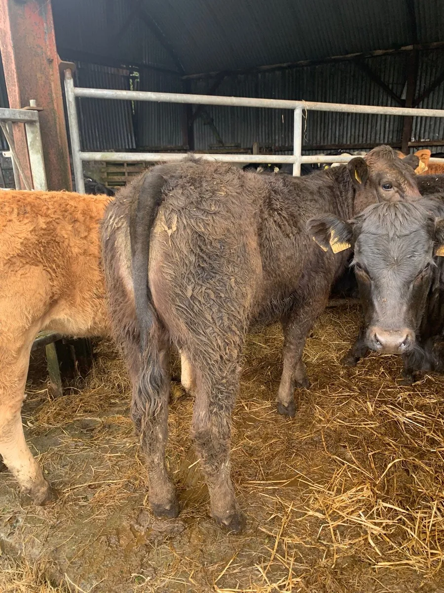 8 super quality LMX Heifers for sale - Image 4