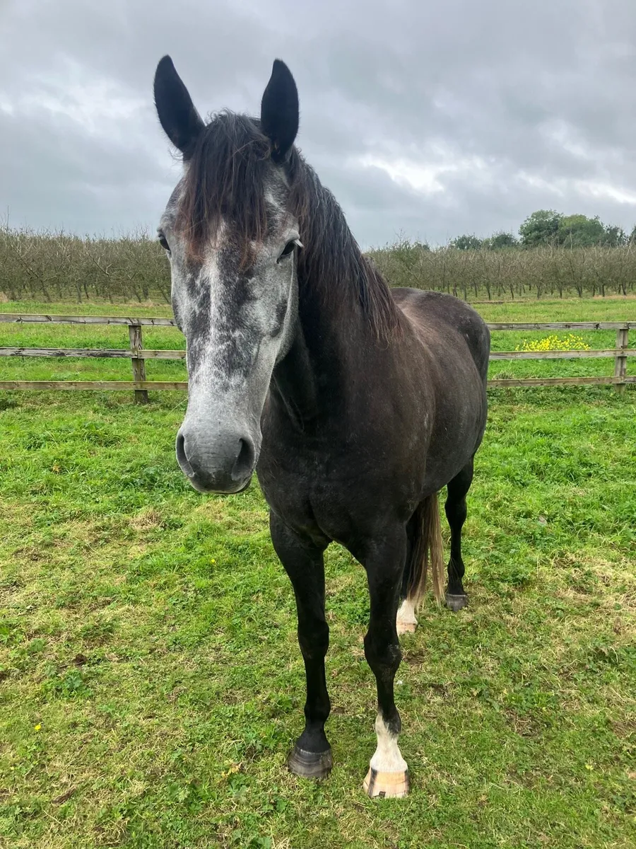 16.3 ISH gelding - Image 1
