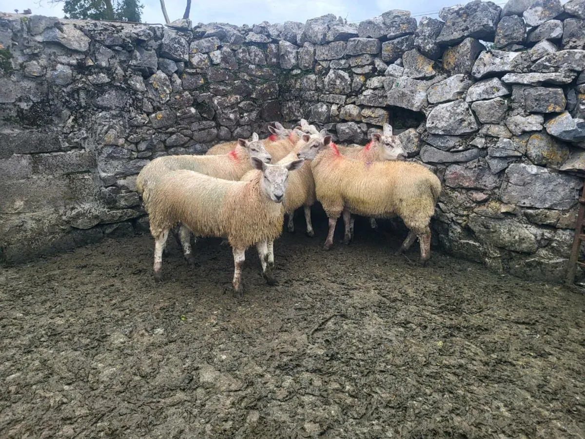 Ewe lambs - Image 1