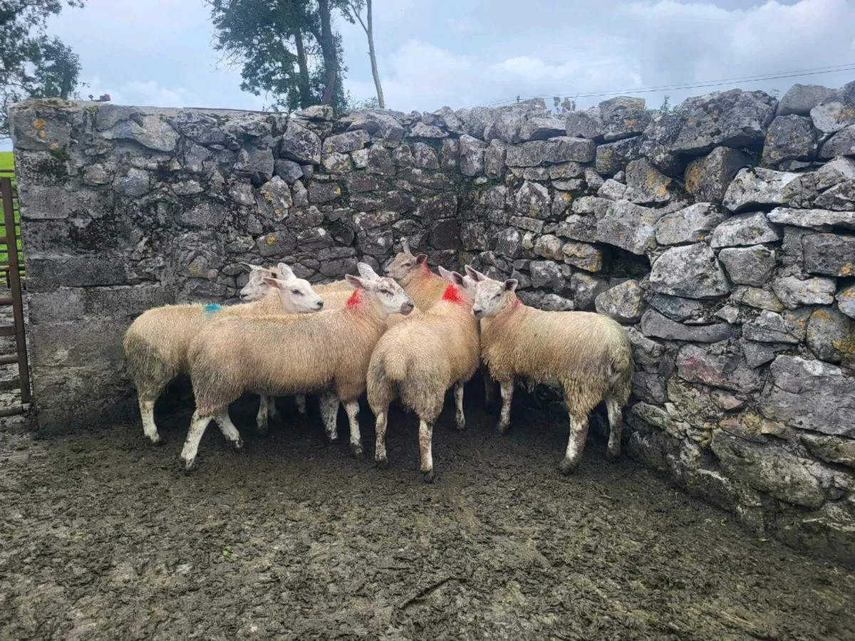 Ewe lambs - Image 3