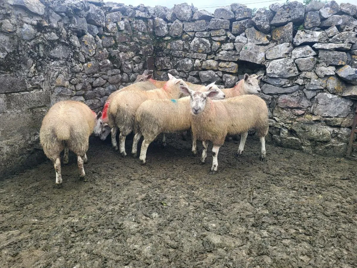 Ewe lambs - Image 4