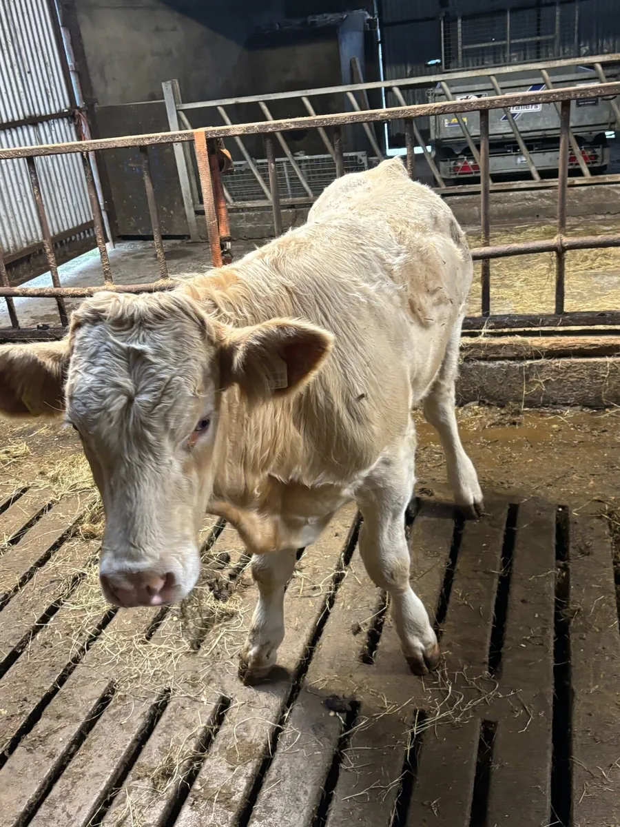 Weanling bull - Image 4