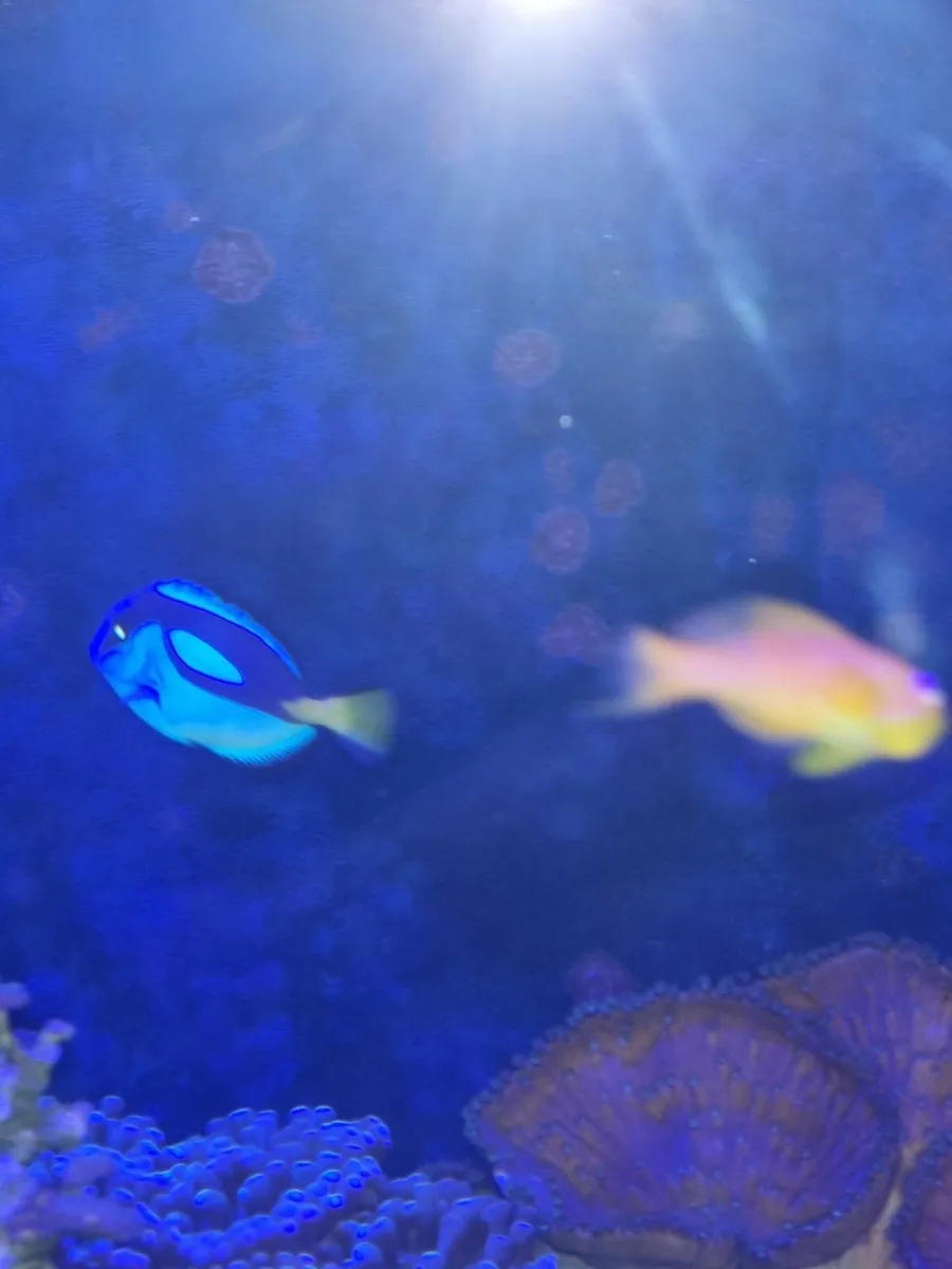 Regal tang