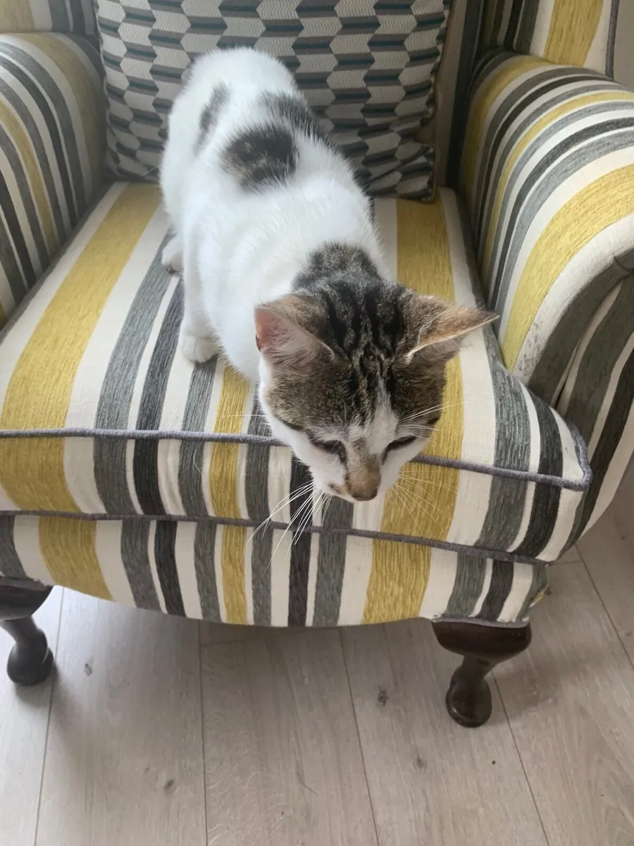 Cat - Image 4