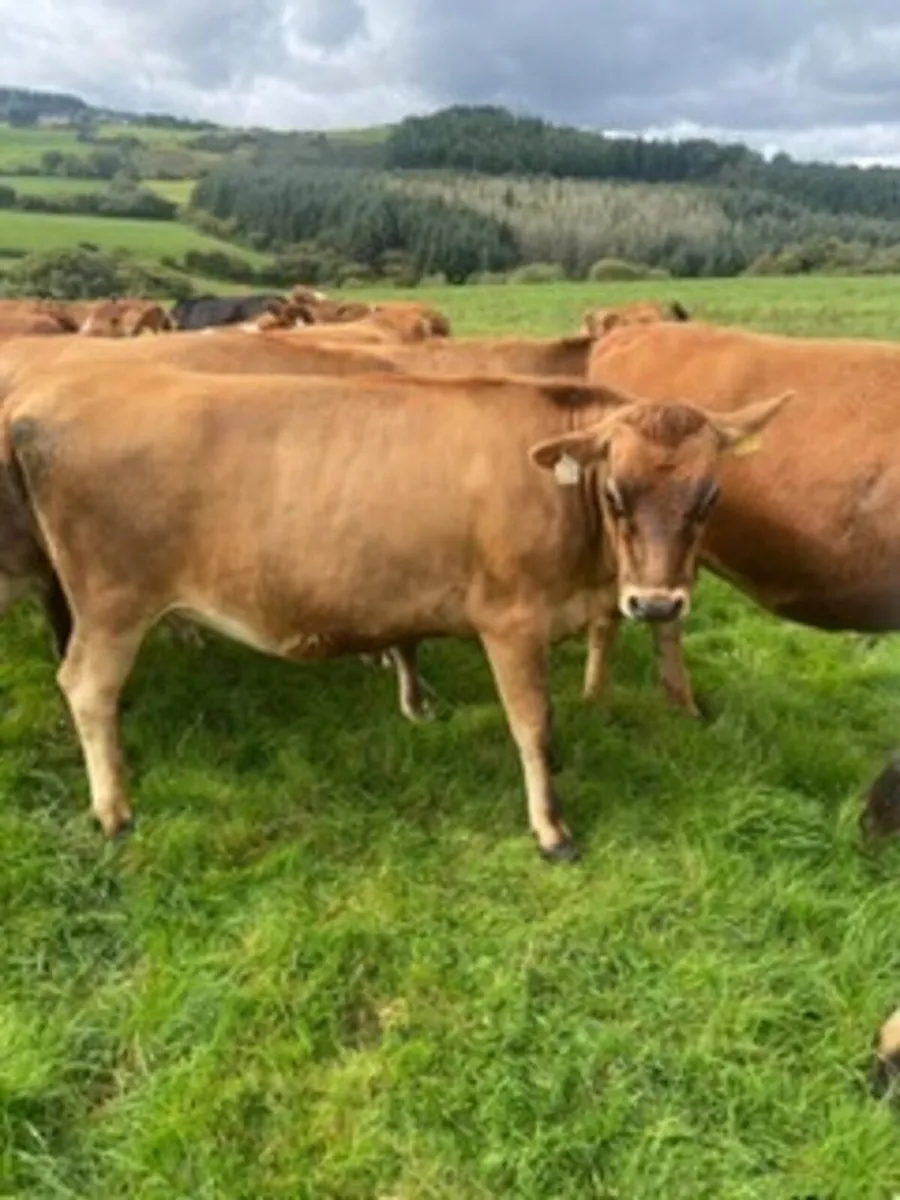In calf heifers - Image 1
