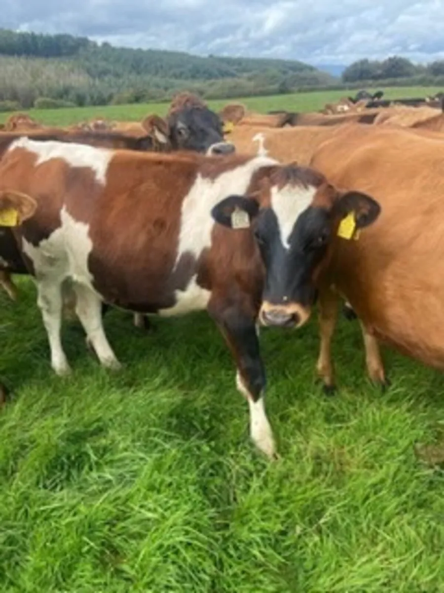 In calf heifers - Image 2