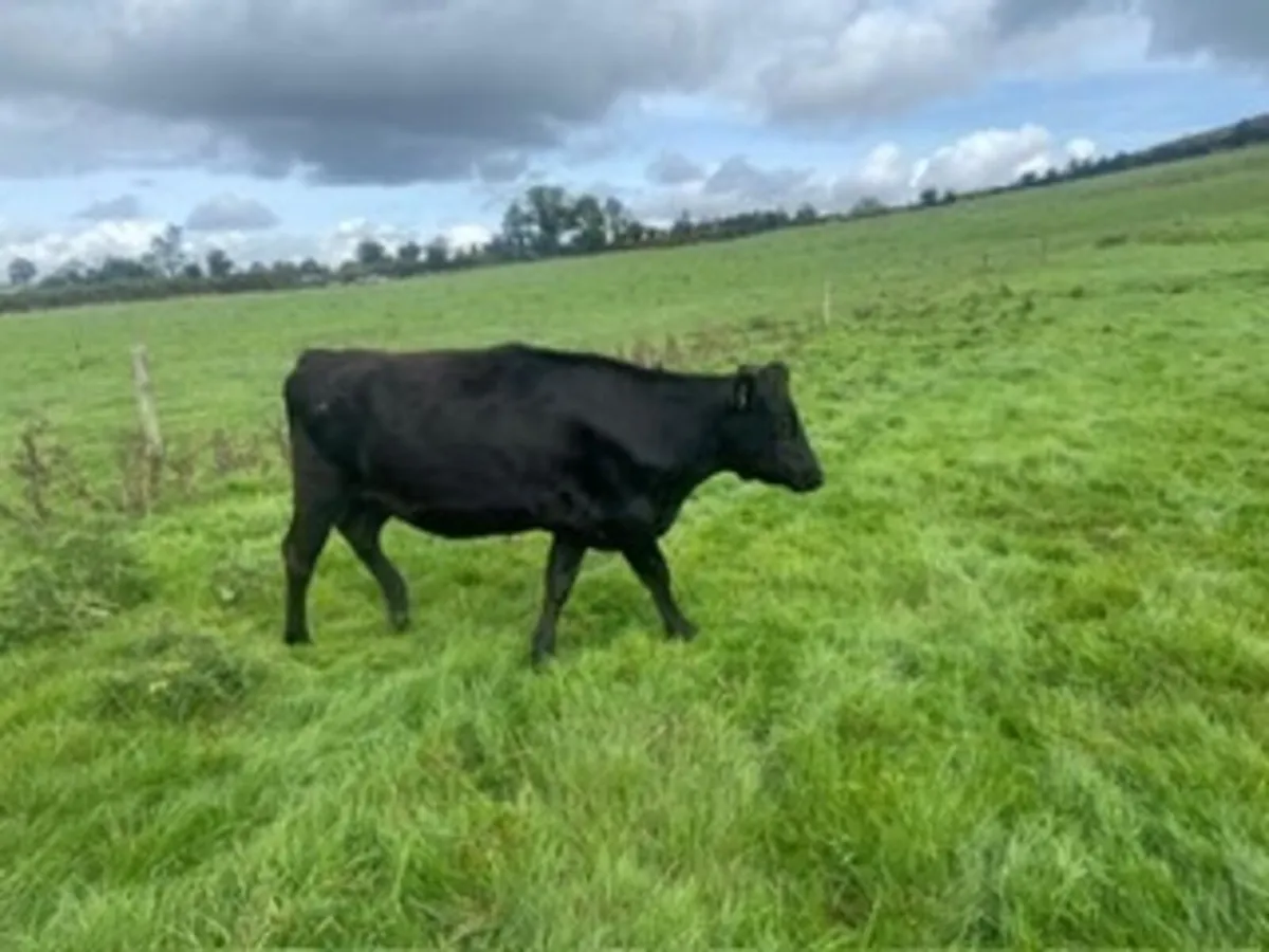 In calf heifers - Image 3