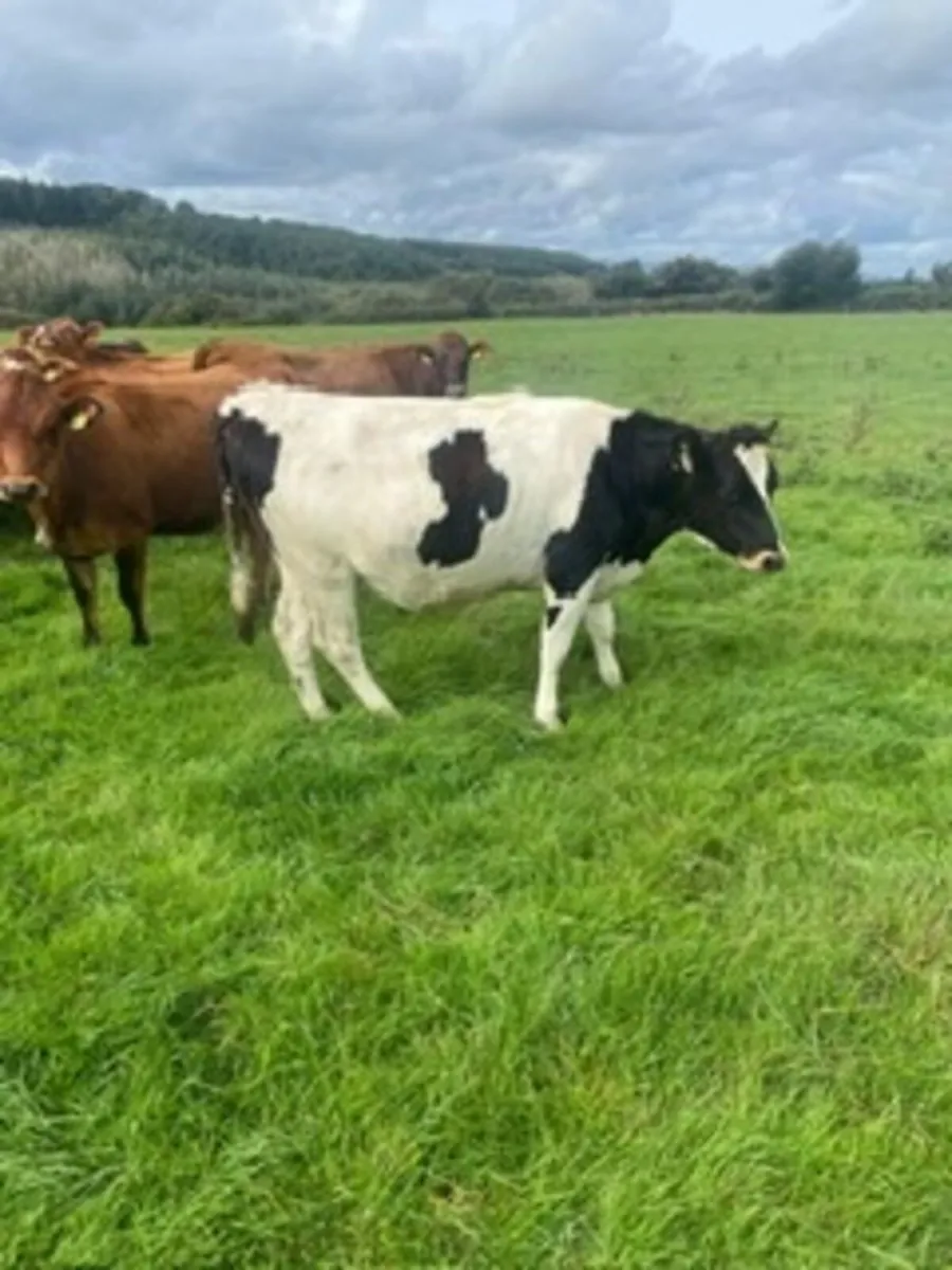 In calf heifers - Image 4