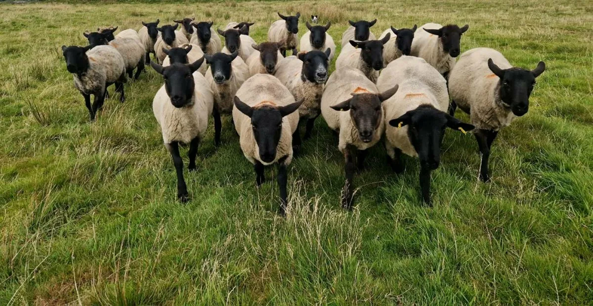Hogget Ewes - Image 2