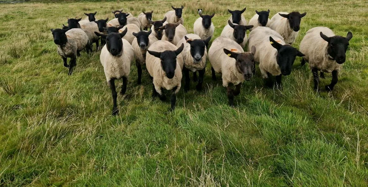 Hogget Ewes - Image 1