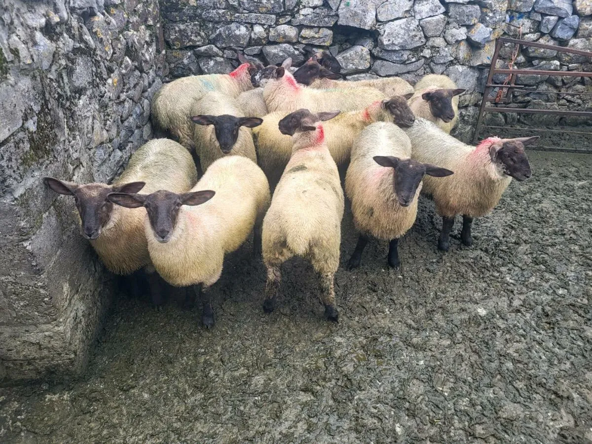Ewe lambs - Image 1