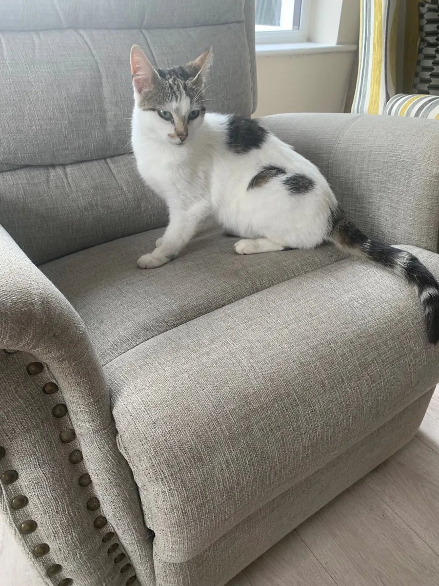 Cat - Image 3