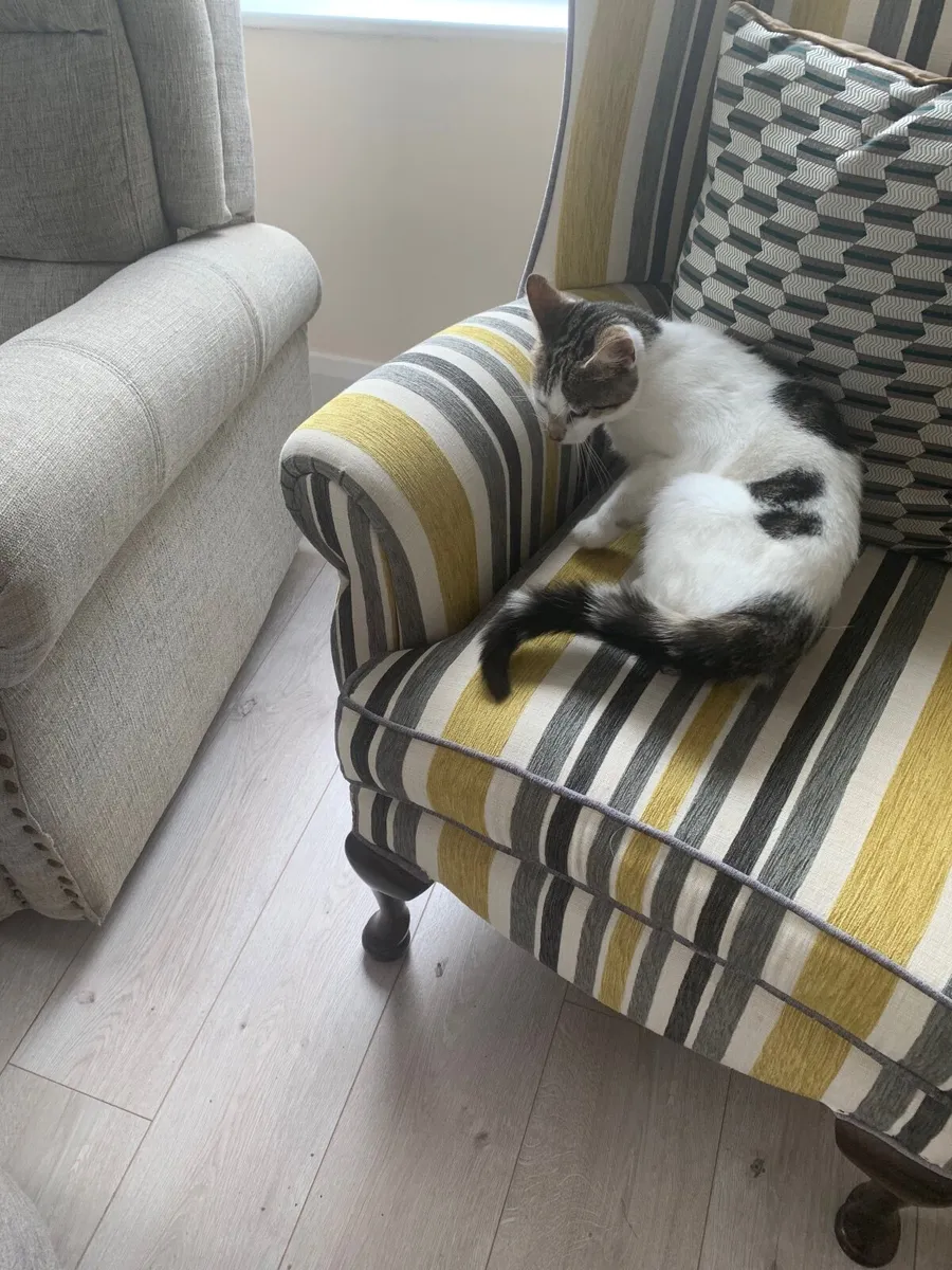 Cat - Image 1