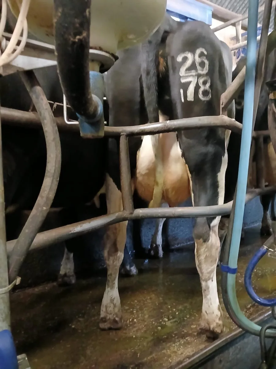 170 milking cows - Image 2
