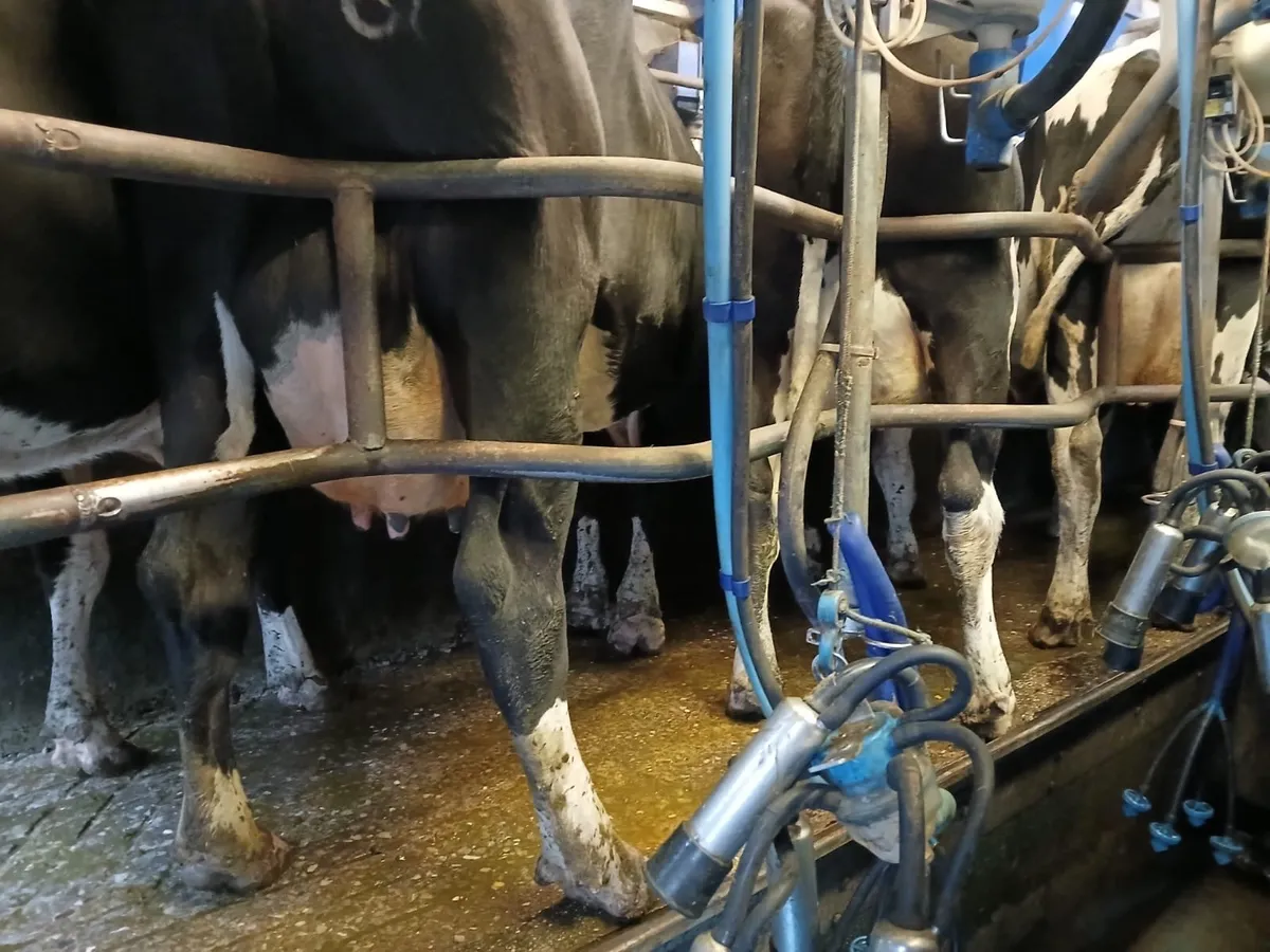 170 milking cows - Image 3