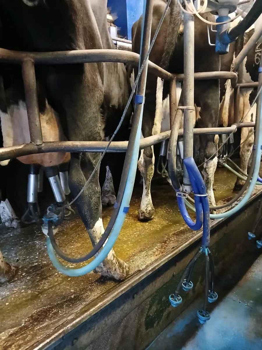 170 milking cows - Image 4