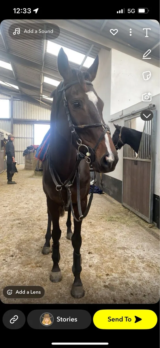 7yo Gelding 16.2 - Image 1