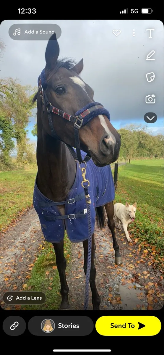 7yo Gelding 16.2 - Image 2