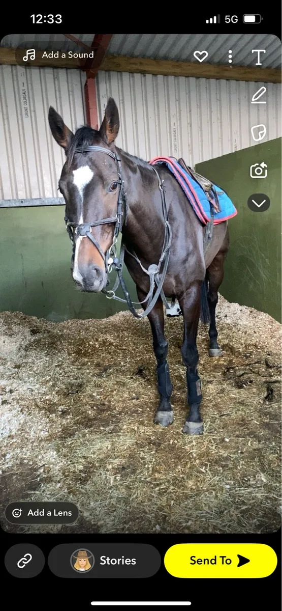 7yo Gelding 16.2 - Image 3