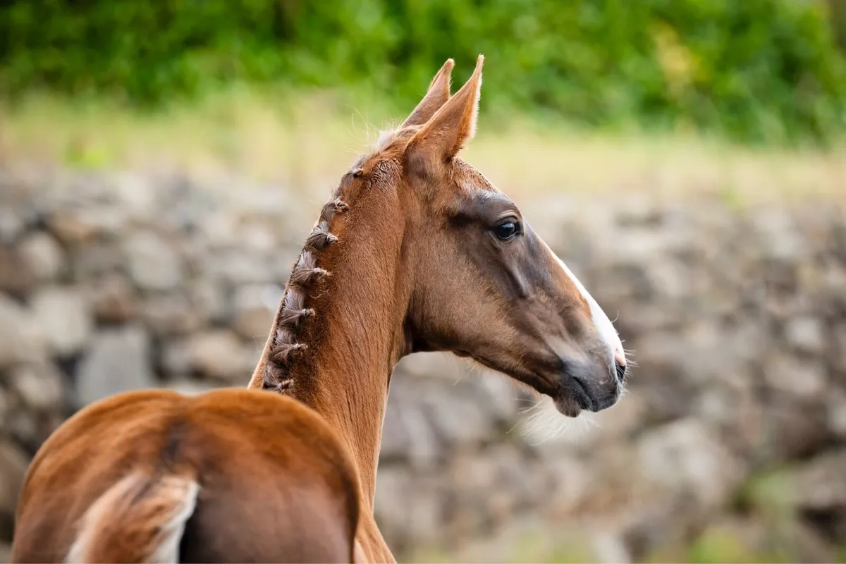 Aganix colt foal - Image 1