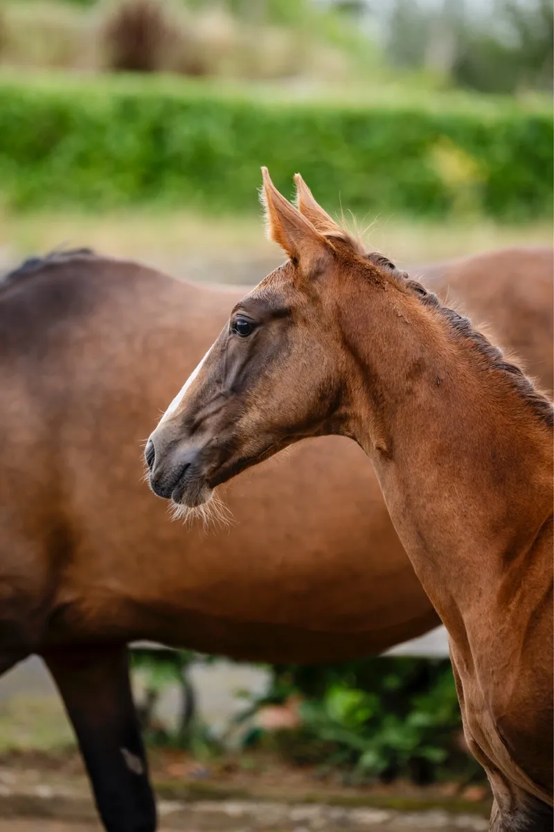 Aganix colt foal - Image 2