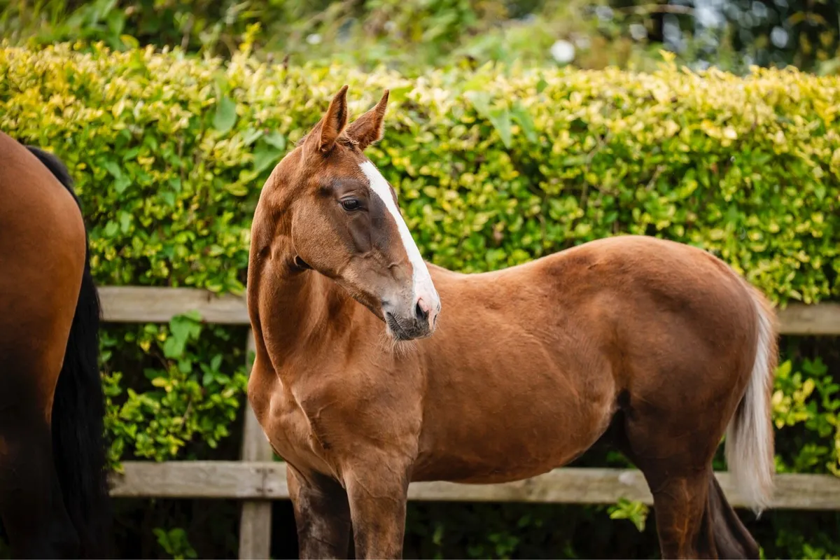 Aganix colt foal - Image 3