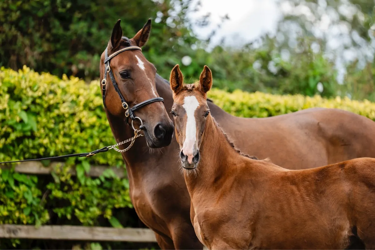 Aganix colt foal - Image 4