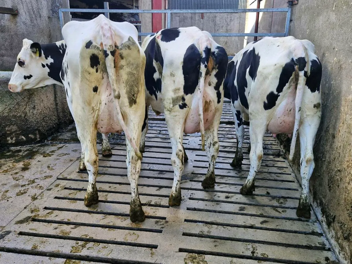 Freshly calved heifers - Image 1