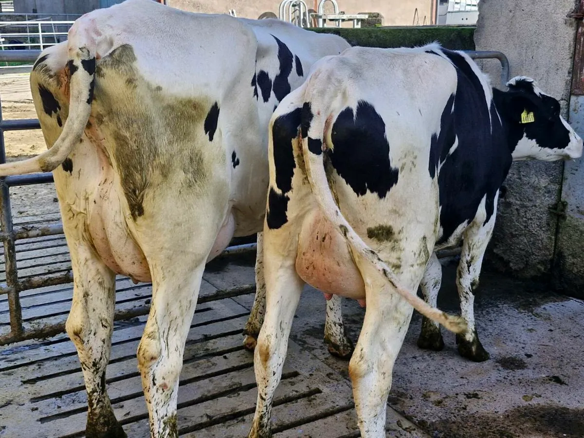 Freshly calved heifers - Image 2