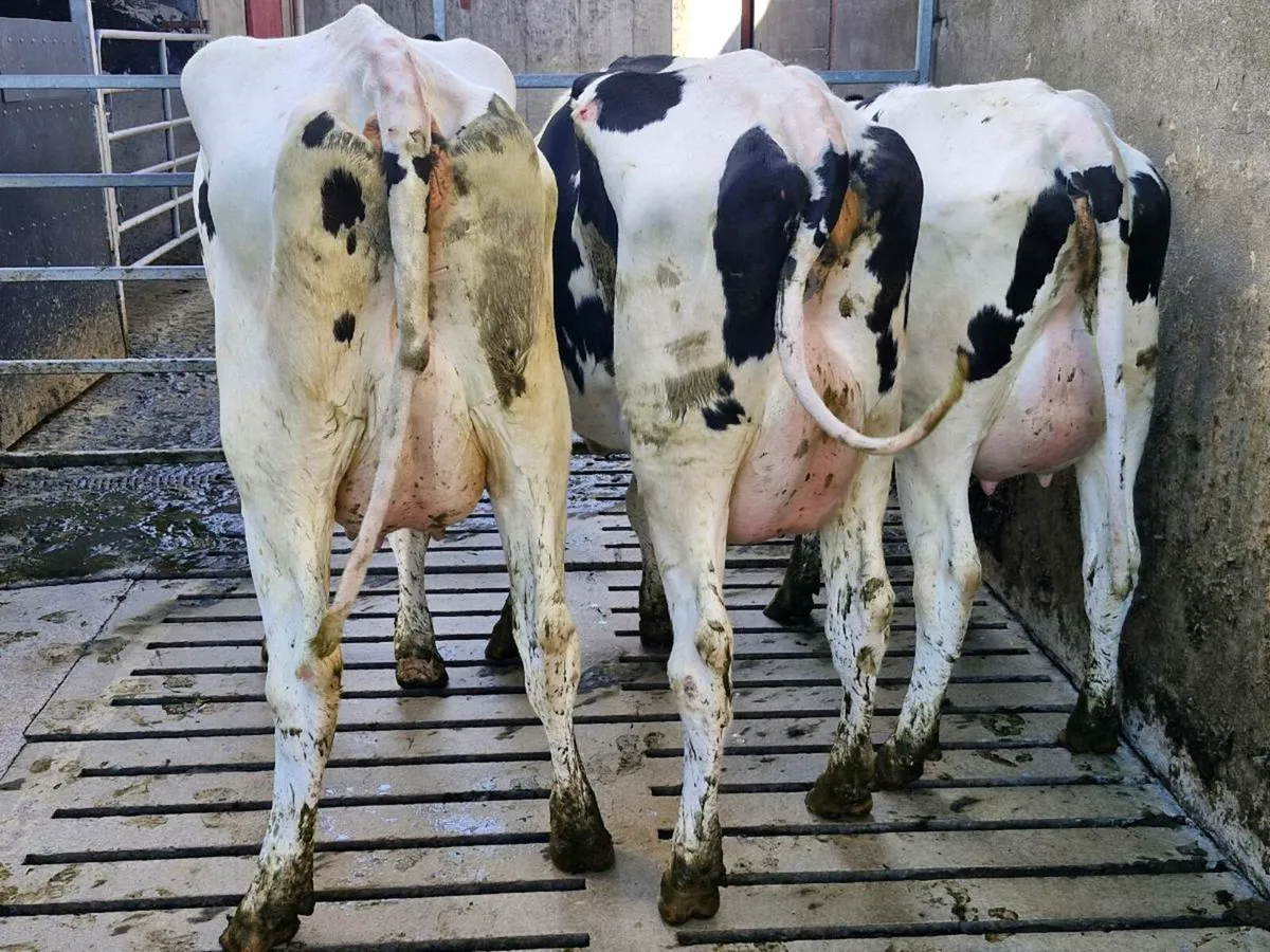 Freshly calved heifers - Image 3