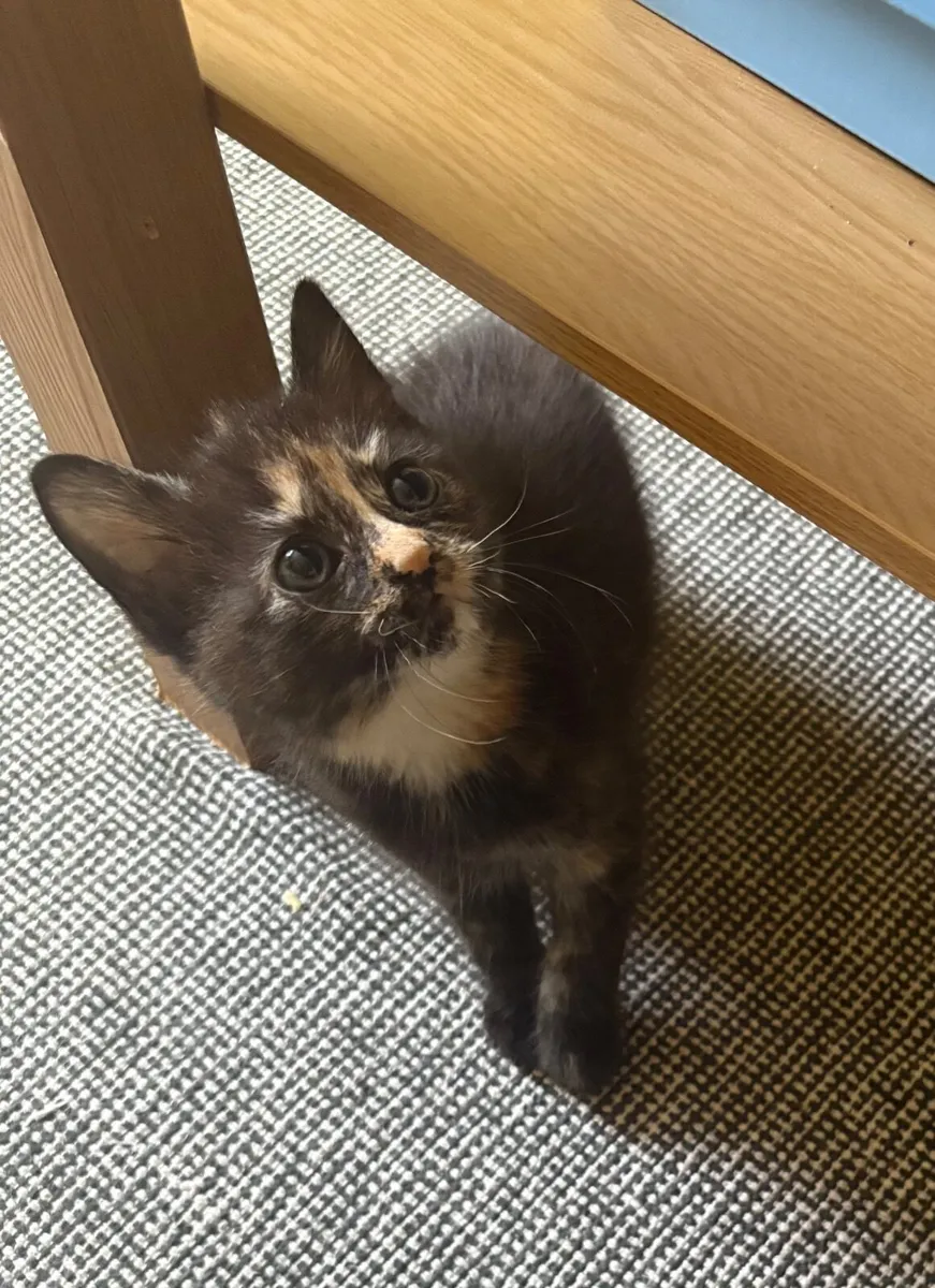 Kitten - Image 1