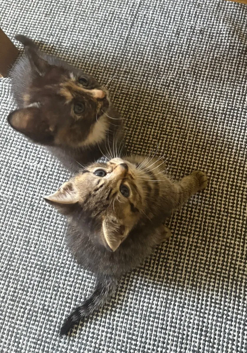 Kitten - Image 2