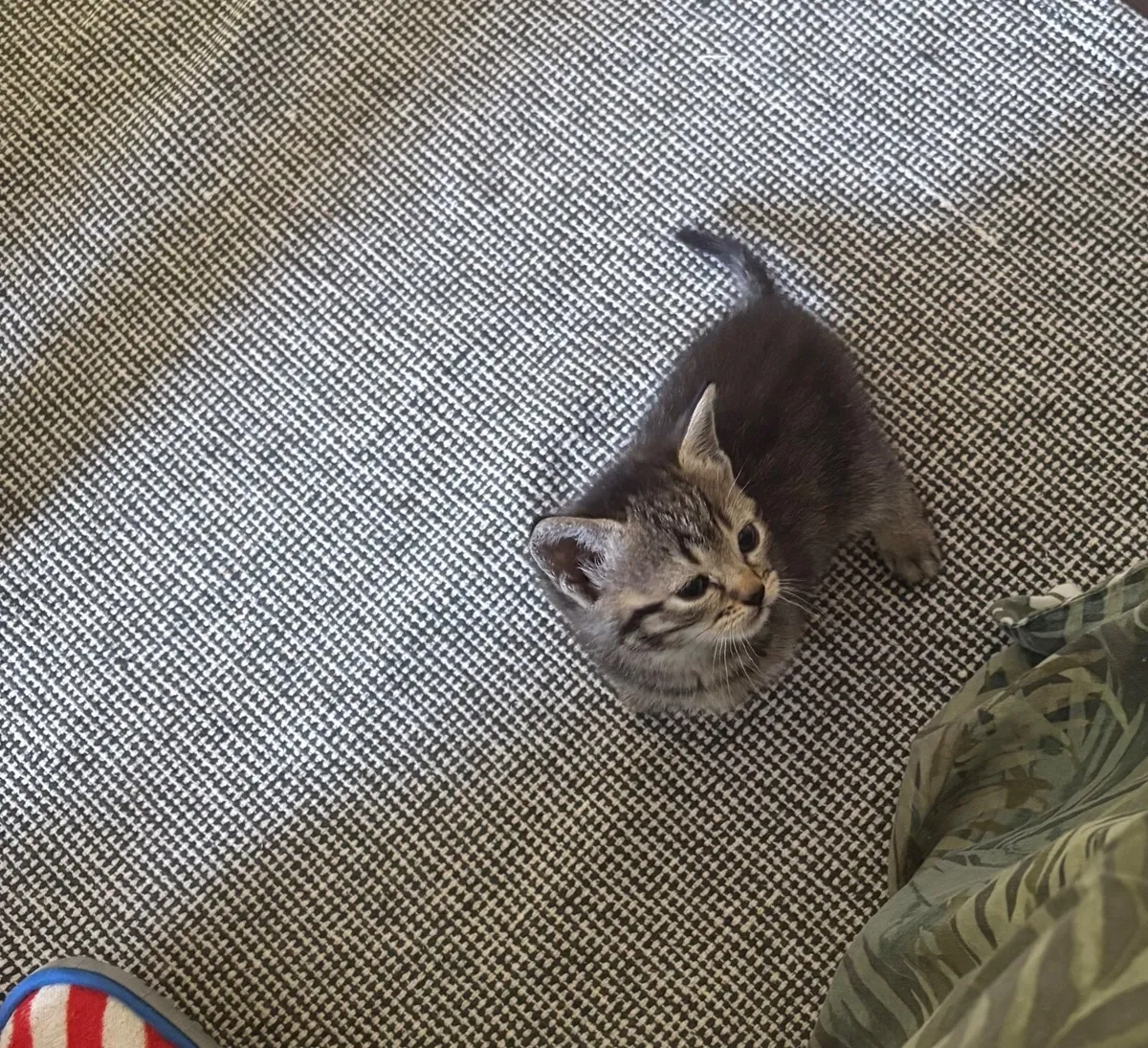 Kitten - Image 3