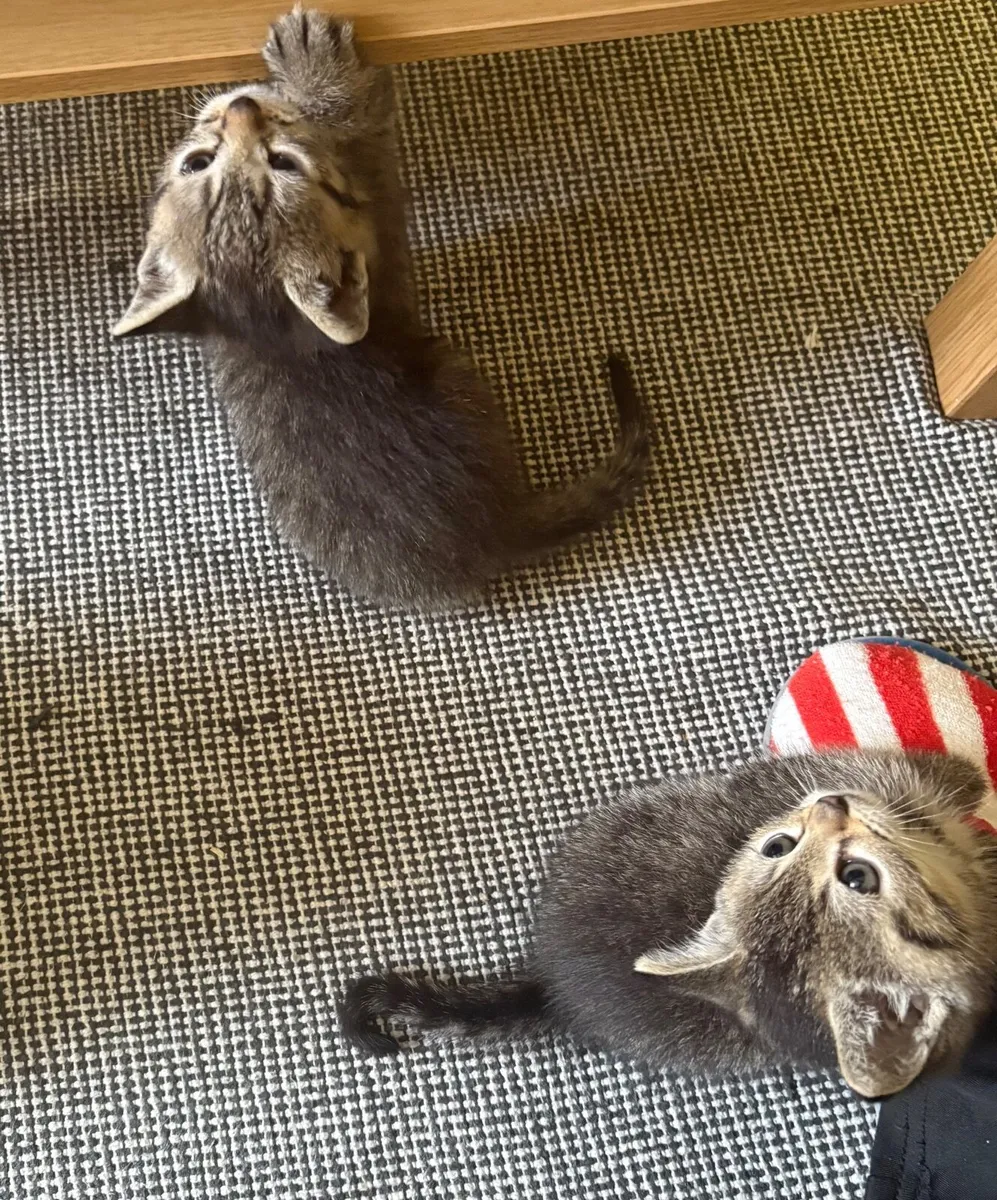 Kitten - Image 4