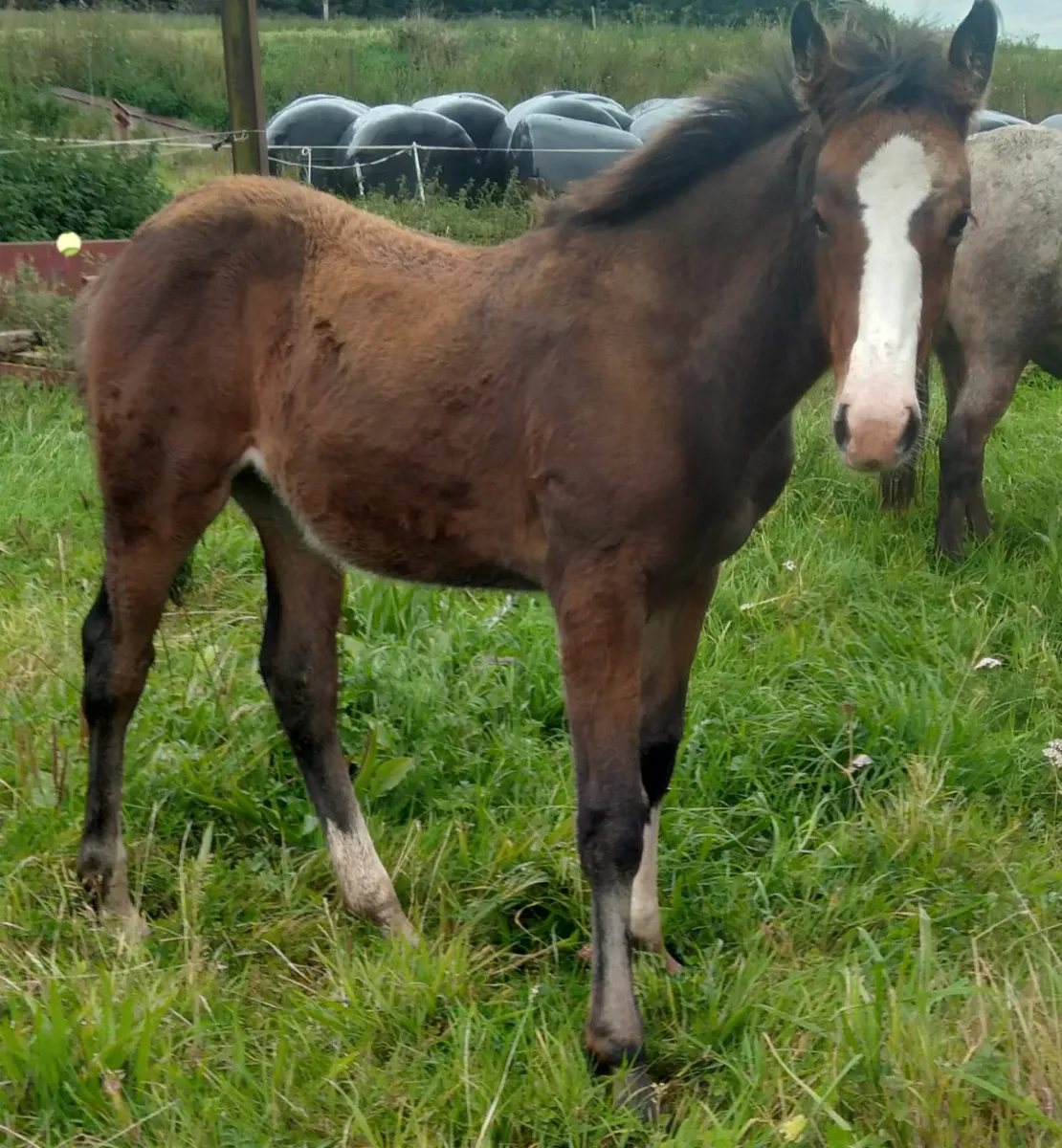 Cob x id foal 3mths  with cob x mare - Image 1