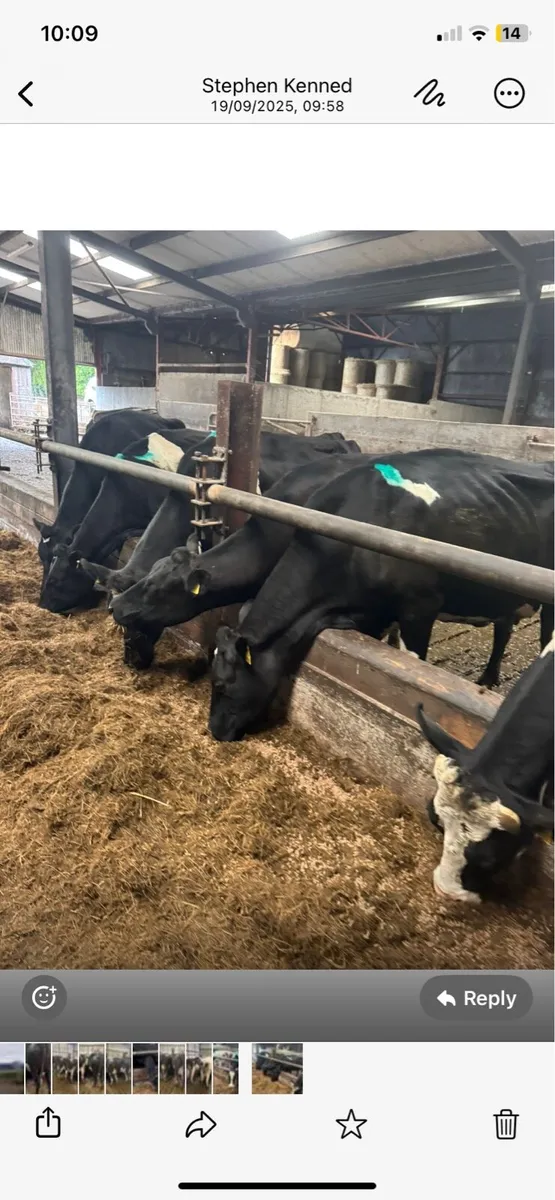 Empty milking cows - Image 1