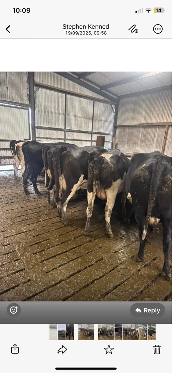 Empty milking cows - Image 2